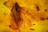 Fossil Cicada (Auchenorrhyncha) & Two Flies (Diptera) in Baltic Amber #173671-3